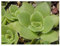 Crassula orbicularis - Sukkulente - 10 Samen