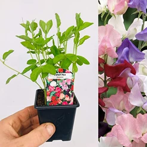 Sweet Pea Plants Mix - 3 x 9cm Pots with Growing Plants (Not Seeds) - Lots of Plants in Each Pot