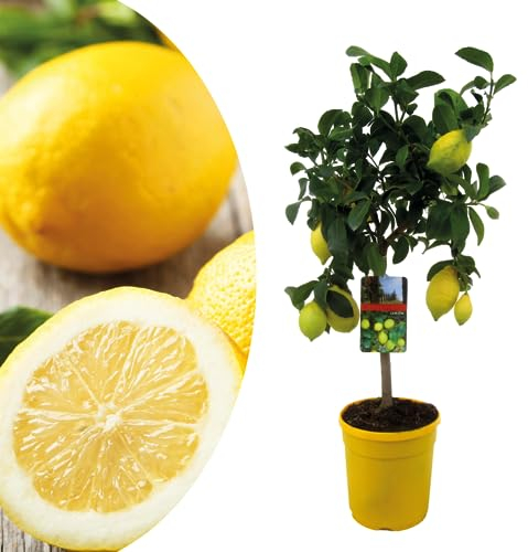 Plant in a Box - Citrus Limon - Limonero - Maceta 19cm - Altura 60-70cm