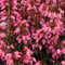 Winterheide 'Rot' - Erica carnea 'Rot' - 10-12 cm Topf 10,5