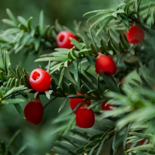 100 Pcs Taxus Baccata Samen - Eibe - Zimmerpflanzen Samen, Bäume Pflanzen, Taxus Wallichiana, Winterfeste Pflanzen Für Balkon, Pflanzen Züchten Winterharte Pflanzen, Bonsai Samen