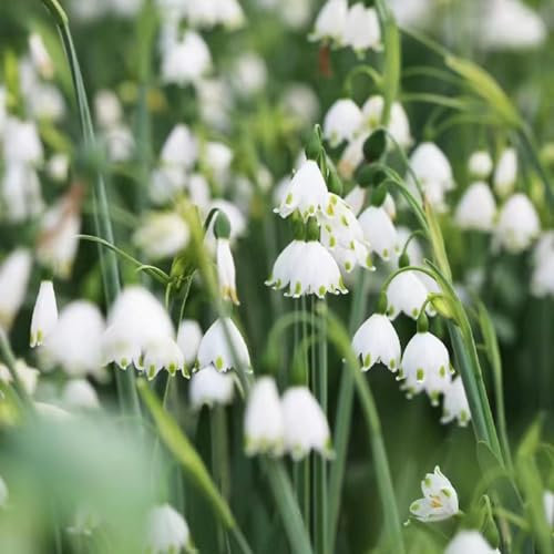 6 pcs märzenbecher zwiebeln kaufen - Leucojum vernum - frühlingsblumen, bodendecker winterhart mehrjährig märzenbecher pflanze Knollen blumen garten, exotische pflanzen winterhart