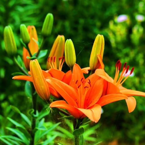 Bulbi Di Giglio-Giglio Bulbi,Giglio Bulbi Asiatico,Lilium Bulbi Giganti,Fiori Ornamentali,Fiori Nuziali-4bulbi-b