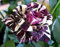 60 SEMI DI ROSA BLACK DRAGON