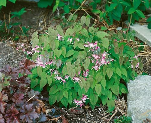 Epimedium x youngianum 'Roseum' 9x9 cm Topf – Winterhart, Mehrjährig, Pflegeleicht – Elfenblume – Bodendecker für Schattenbeet & Unterpflanzung