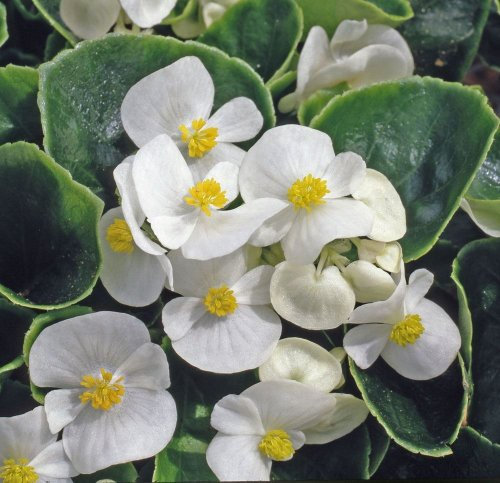 Just Seed - Flower - Begonia semerflorens - Heavens White F1-20 Pelleted Seeds