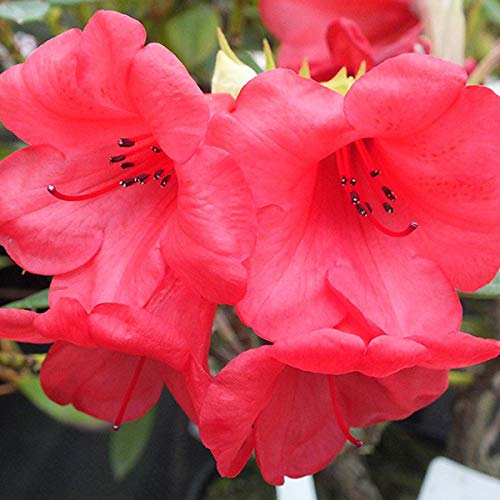 Rhododendron 'Elizabeth' 20-30 cm en conteneur