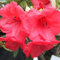 Rhododendron 'Elizabeth' 20-30 cm Topf - Hellrosa Blüten und kompakter Wuchs