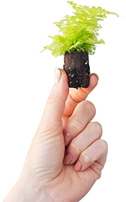 PLNTS - Baby Nephrolepis Blonde - Zimmerpflanze - Schwertfarn - Echte Pflanzen für Drinnen - 2cm Stecklinge - Höhe 10cm
