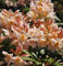 Großblumige Rhododendron Sun Glory 50-60cm - Alpenrose - Gartenpflanze