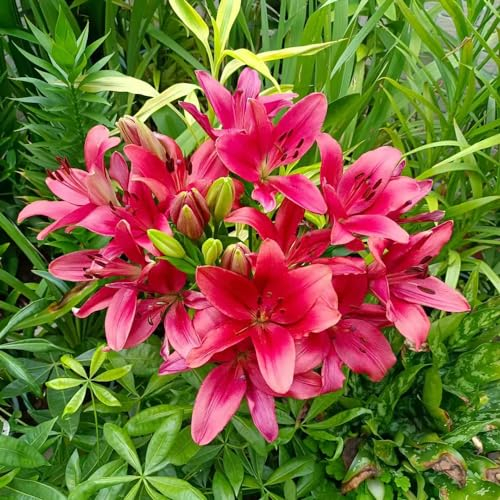 8 pcs Flammenlilie zwiebeln - zwiebel pflanzen für balkonkästen winterhart Flammenlilien,Gloriosa Superba,Hydrokultur kübelpflanzen blumen balkon zwiebeln gartenpflanzen winterhart