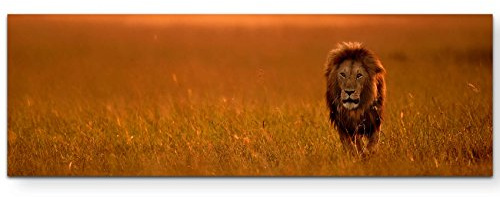 Paul Sinus Art Leinwandbilder | Bilder Leinwand 120x40cm Löwe im Gras