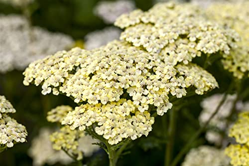 Achillea filipendulina 'Credo' ca. 9x9 cm Topf, Schafgarbe, hellgelbe Blüten, Blütezeit Juni-August, ideal für sonnige Beete, trockenheitsresistent, pflegeleicht
