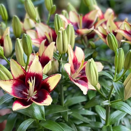 4 pcs lilien zwiebeln blumenzwiebeln frühblüher blumenzwiebeln garten blumen lilien stauden winterhart mehrjährig blumenzwiebeln winterhart gartenpflanzen gartenpflanzen winterhart