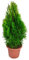 Tuya Natural Planta Arbustiva de Exterior y Resistente - DECOALIVE