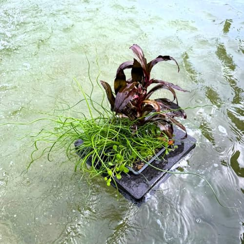ISOLA GALLEGGIANTE CON PIANTE OSSIGENANTI PURIFICANTI MISTE PER LAGHETTO ORNAMENTALE ANCHE CON PESCI