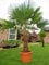 Seltene Palmen Kreuzung Trachycarpus Fortunei/Wagnerianus bis 160 cm. Deutsche Freilandzucht