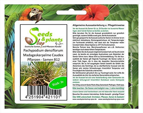 Pcs - 3x Pachypodium Densiflorum Madagascar Palmiers Caudex Plantes - Graines B12 - Seeds & Plants Shop by Ipsa
