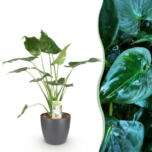 Alocasia Cucullata - Buddha,s hand - Pflegeleicht - Grün - mit Potter Grey - 65-70cm - Øter Grijs - Pot 21cm - Zimmerpflanze - - Pflanze mit Topf