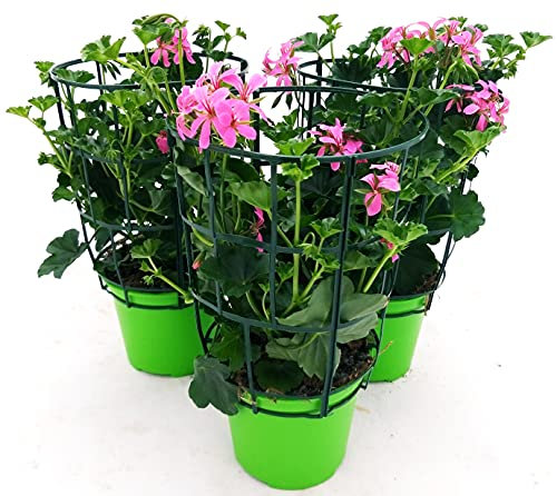 POWERS TO FLOWERS - GERANIO PARIGINO ROSA HERCULES, PELARGONIUM, 3 PIANTE VASO 14, piante vere