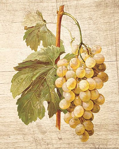 Image on ROLLED CANVAS Grapevine 1 Nobleworks - Food vertical Art print Kitchen decor botanical home decor grapes leaves v Canvas fine art 26_X_20_in
