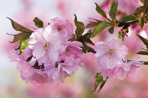 1art1 Fleurs Sticker Mural Cerisier en Fleur Poster Papier Peint Autocollant 180x120 cm