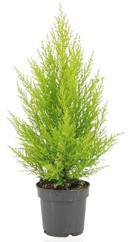 Cupressus Macrocarpa Gold Crest Wilma – Ø 14 cm – 55 cm
