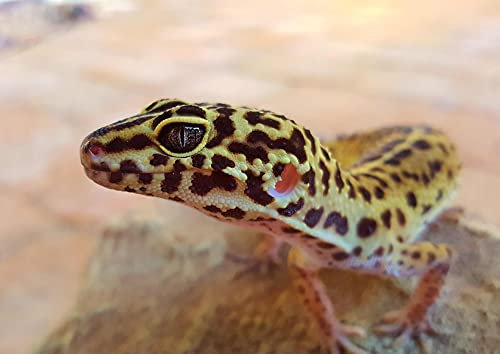 hansepuzzle 74428 - Gecko Puzzle 260 Teile - Tierwelt Motiv mit hochwertiger Aufbewahrung: Kartonbox und wiederverschließbarem Beutel - Format 41 × 28,7 cm