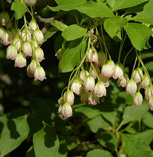 Prachtglocke 40-60cm - Enkianthus campanulatus - lebende Gartenpflanze aus den Baumschulen