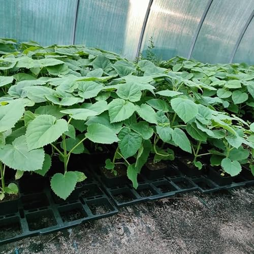 Paulownia Shan Tong Fortunei x Tomentosa Pflanzen Hybrid 9503 Pflanze Pro Kiribaum Winterhart Schnellst wachsender Baum der Welt 35-45cm