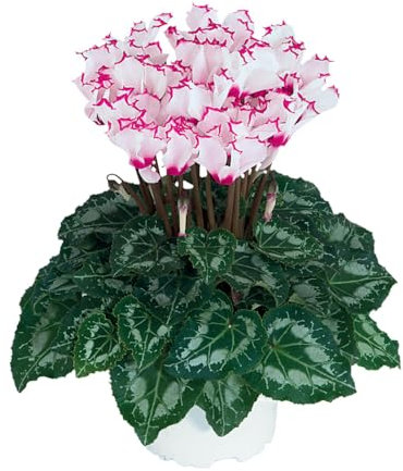 Cyclamen 'Metis Absolu de Morel F1'. Plug Plant x 4. Winter Bedding Flowers. Available from Bedwen Plants