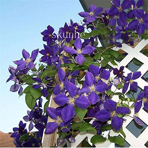 Frische 100 Stück SEMI Clematis Fiori für blaue Pflanzen