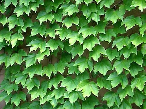 Nouveau frais 60pcs graines de plantes de lierre