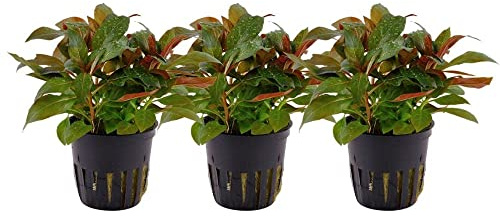 AquaOne Aquarium Pflanze 3 Stück Ludwigia glandulosa Stängelpflanze | Wasserpflanze Aquariumpflanze, voll durchwurzelt, einfach pflegeleicht, Aquascaping Dekoration