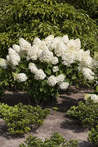 Rispenhortensie Hydrangea paniculata Silver Dollar 60-80 cm winterhart | Weiße Blütenrispen, sonnig bis halbschattig, blühfreudig, ideal für Beet und Kübel, langlebig, robuster Zierstrauch