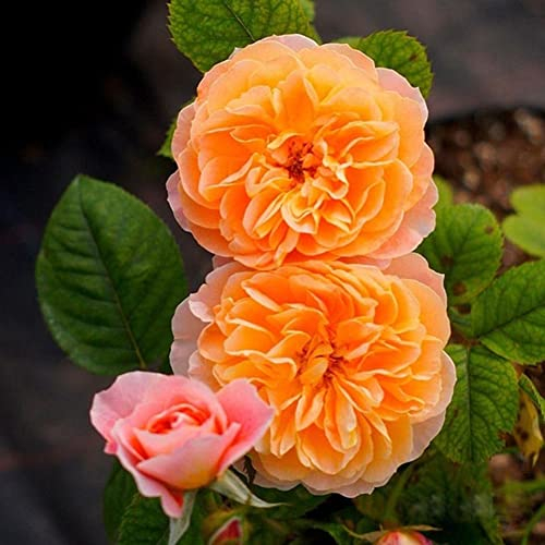 Saterkali Kletterrose Samen, 200 Stück Kletterrose Samen Blume Pflanze Hausgarten Dach Bonsai Balkon Dekor Rosensamen