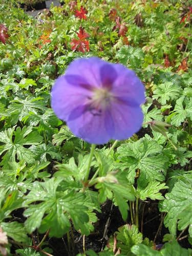 Storchschnabel Gravetye - Geranium himalayense Gravetye Verpackungseinheit 3