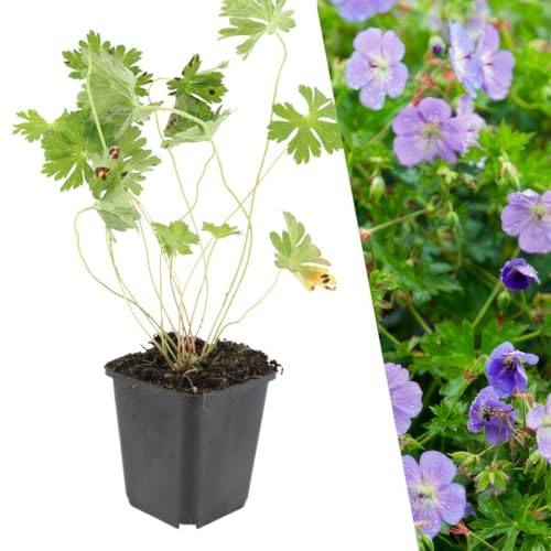 Plants by Frank Geranium Rozanne, 12 plantes vivace, Ø 9 cm | Géranium Vivace, Couvre-sol rustique Vivace, Plante Vivace, Fleurs bleu violet, Plantes de Jardin, Pot 9 cm, Hauteur : 15 cm