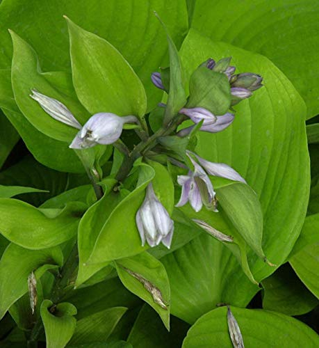 Funkie Sum and Substance - großer Topf - Hosta cultorum