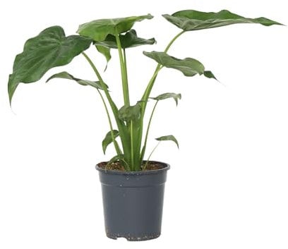 Plant in a Box - Orecchie d'Elefante - Alocasia 'Cucullata' - Altezza 70-80 cm - Vaso 19 cm - Pianta da interno - Verde