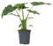 Plant in a Box - Orecchie d'Elefante - Alocasia 'Cucullata' - Altezza 70-80 cm - Vaso 19 cm - Pianta da interno - Verde