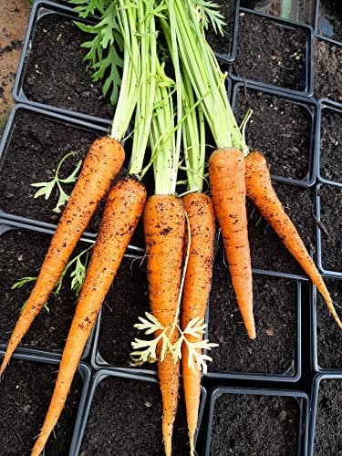 Just Seed - Organic - Vegetable - Carrot - Early Nantes - 500 Seed - Economy Pack