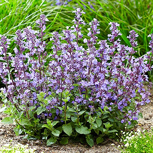 Nepeta Purrsian Blue | Flowering Perennial Outdoor Garden Plant | Catmint Plant (15-30cm Incl. Pot)