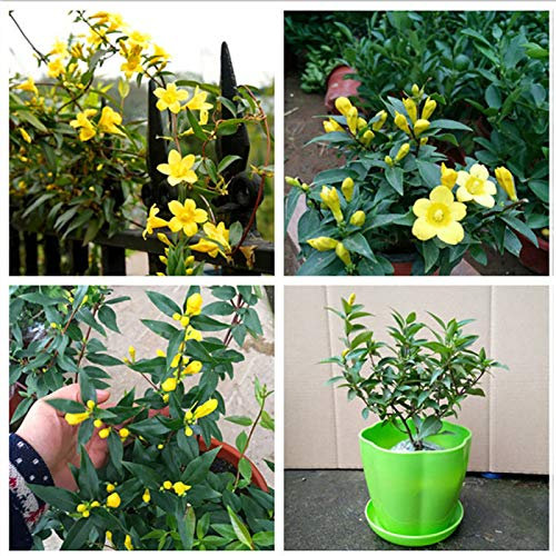 100 semillas de jazmín amarillo para jardín, aroma ligero, floreciente flor floreciente planta para mujeres, hombres, niños, principiantes, jardineros regalo