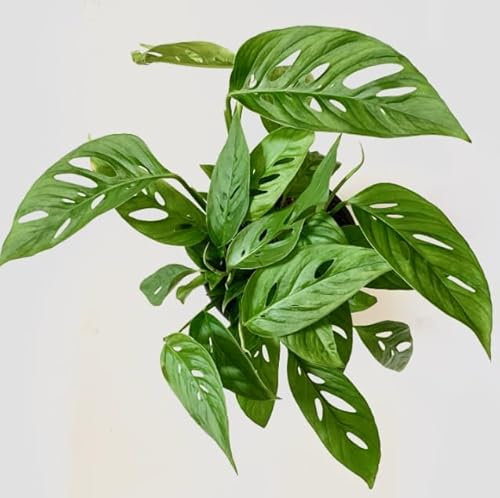 Monstera Adansonii Swiss Cheese Vine- Monkey Leaf - Indoor House Plant in 12cm Pot