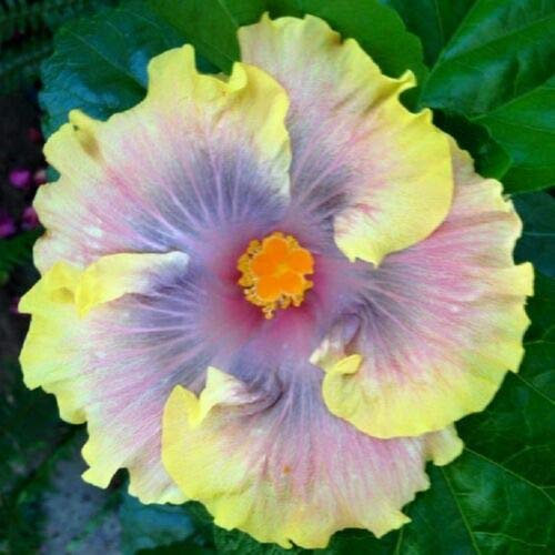 10 Rare Yellow Purple Hibiscus Seeds Giant Dinner Plate Flower Garden Exotic