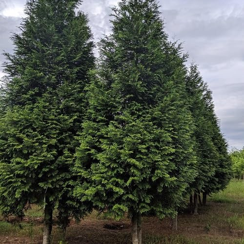 10pcs Thuja Tree Seeds Green