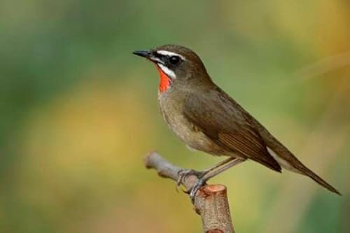 Cuadro de madera de 110 x 70 cm: pájaro marrón fascinado con plumas rojas brillantes en el cuello sobre un palo de madera en la naturaleza sobre soleado (148451596)