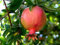 Granatapfel, Punica granatum, Baum/Strauch 30 Samen