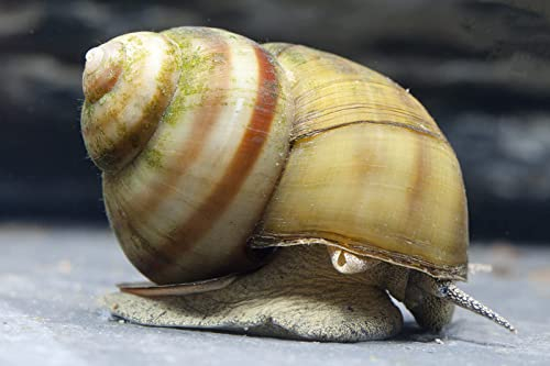 NatureHolic Schnecken für den Gartenteich (10 Schnecken)